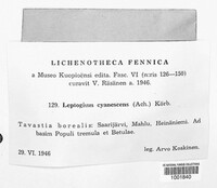 Leptogium cyanescens image